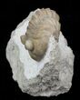 Rarely Seen Asaphus bottnicus Trilobite - Russia (Special Price) #31302-4